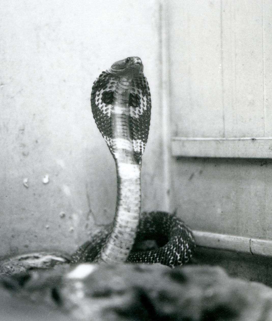 En indisk brilleformet AsianBinocellate Cobra med hævet hoved og udstrakt hætte, London Zoo, oktober 1925 af Frederick William Bond