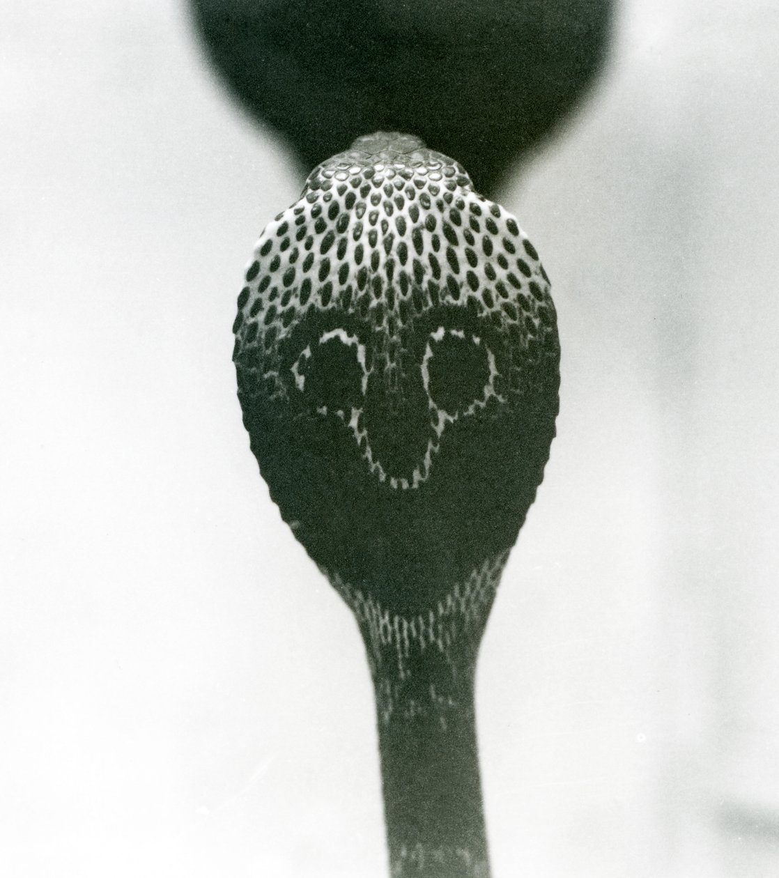 En indisk brilleformet AsianBinocellate Cobra med hævet hoved og udstrakt hætte, London Zoo, oktober 1925 af Frederick William Bond