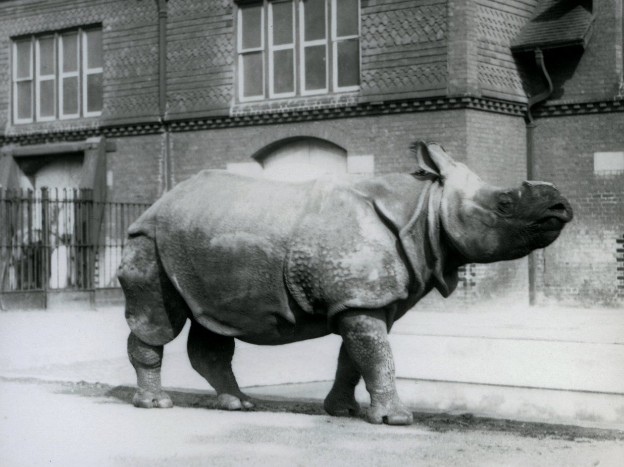 Et indisk næsehorn i London Zoo, 1927 af Frederick William Bond