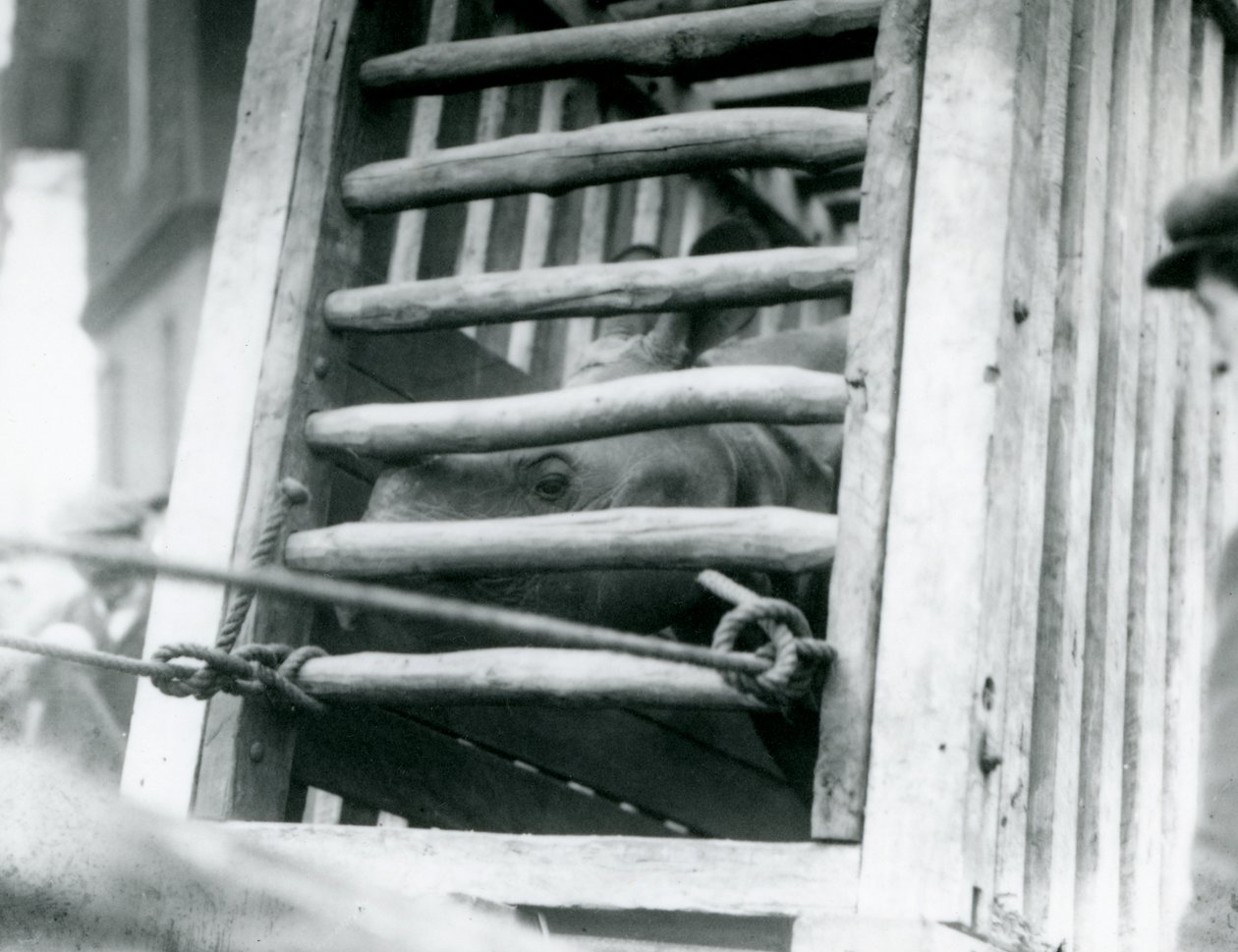 Et indisk næsehorn kigger ud af sin trætransportkasse ved ankomsten til London Zoo i 1924 af Frederick William Bond