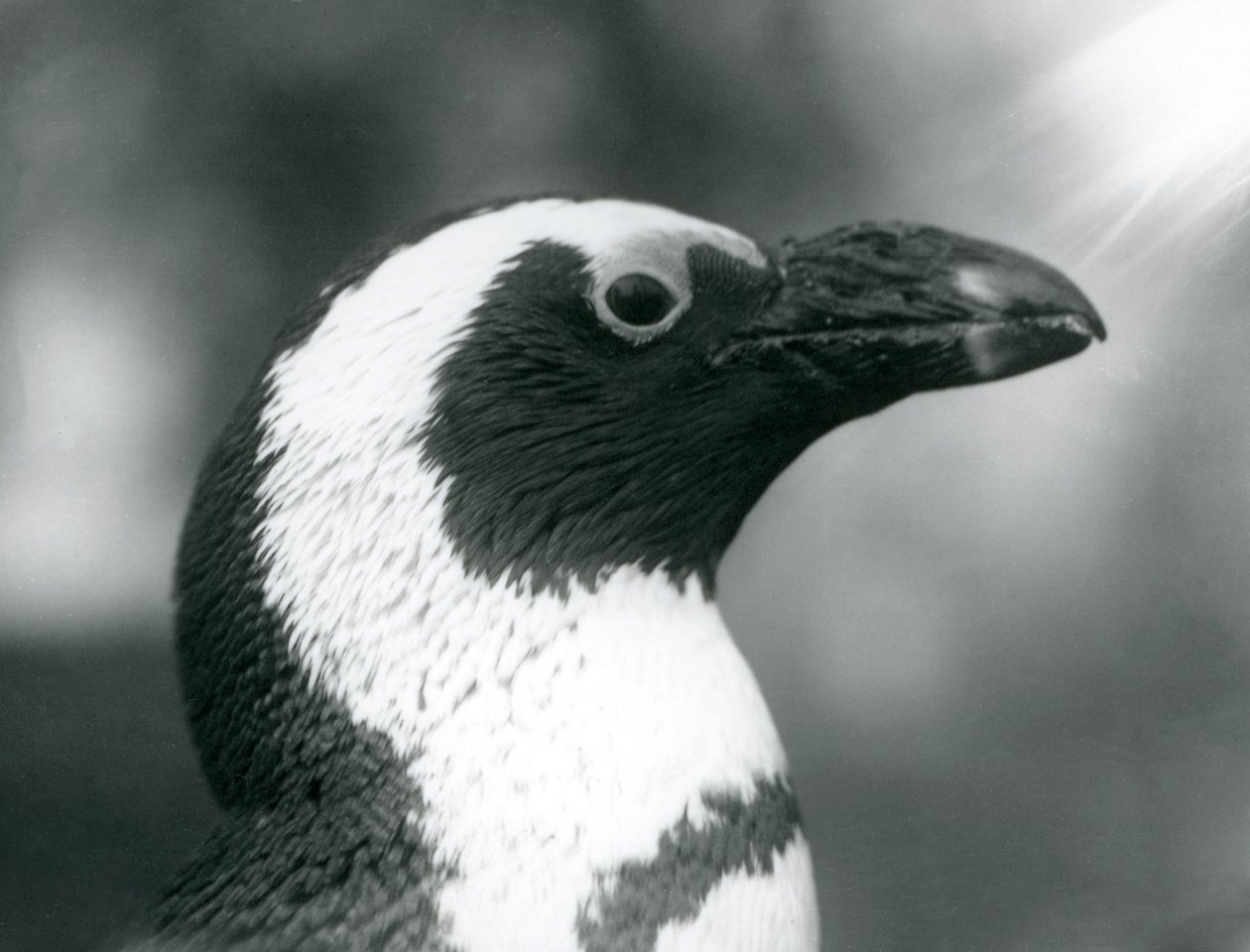 En voksen Black-footed Jackass African Penguin i London Zoo, september 1925 af Frederick William Bond