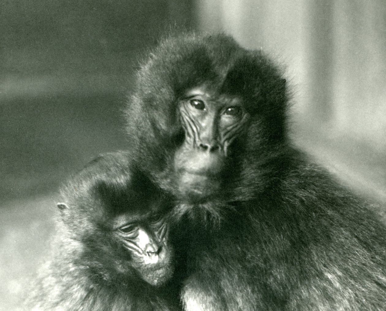 En voksen og ung Gelada blødende hjerteabe i London Zoo i januar 1925 af Frederick William Bond