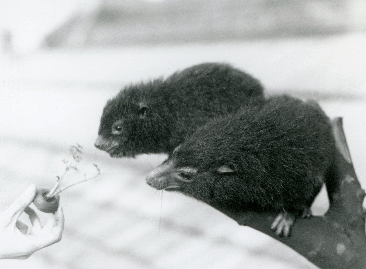 En voksen og ung Western Tree Hyrax sidder på en gren og læner sig over til en gulerodstop, som holdes for dem at spise, London Zoo af Frederick William Bond