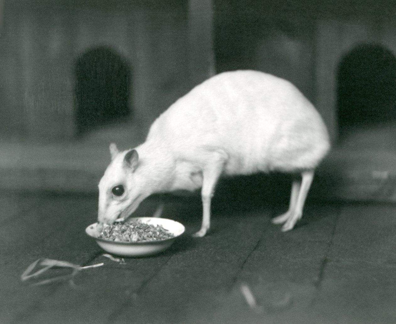 En albino Javan Chevrotain Java Mouse-Deer spiser fra en skål i London Zoo i 1926 af Frederick William Bond