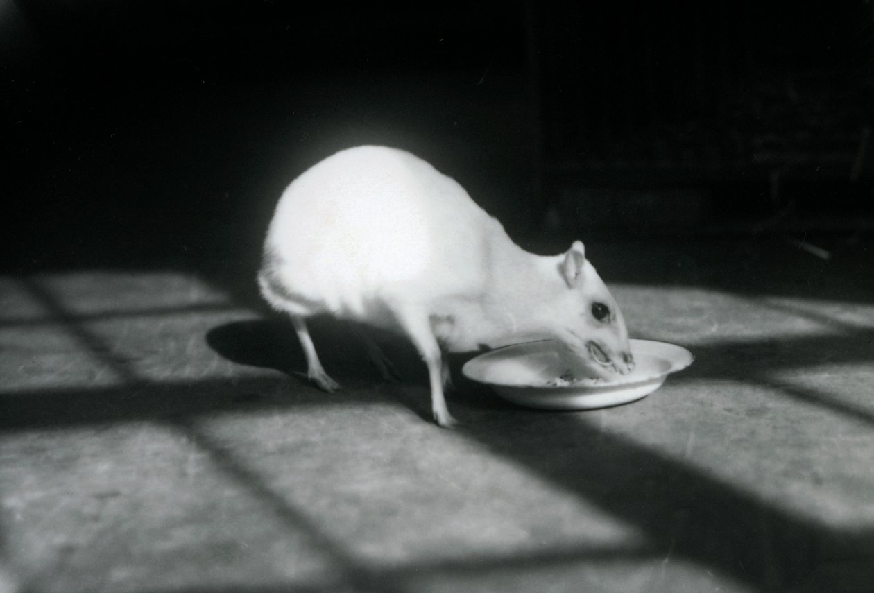 En albino-chevrotain, der spiser fra et fad, London Zoo, december 1926 af Frederick William Bond