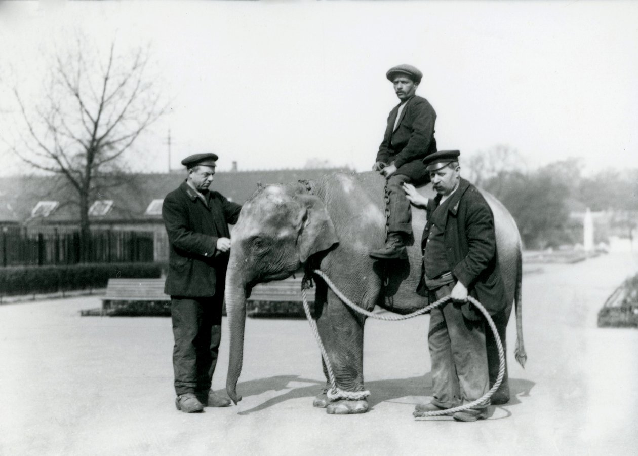En baby indisk elefant med Keepers A. Church og H. Robertson i London Zoo, juni 1922 af Frederick William Bond