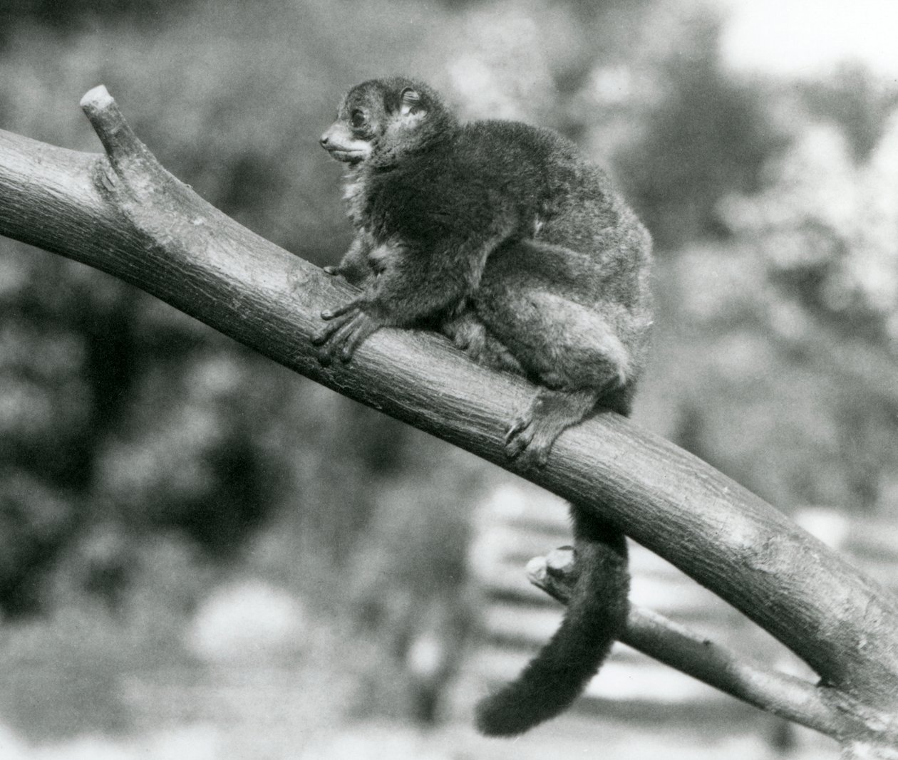En truet Coquerels kæmpe muselemur/Coquerels dværglemur/sydlige kæmpe muselemur, hvilende på en gren i London Zoo, oktober 1929 (s/h foto) af Frederick William Bond