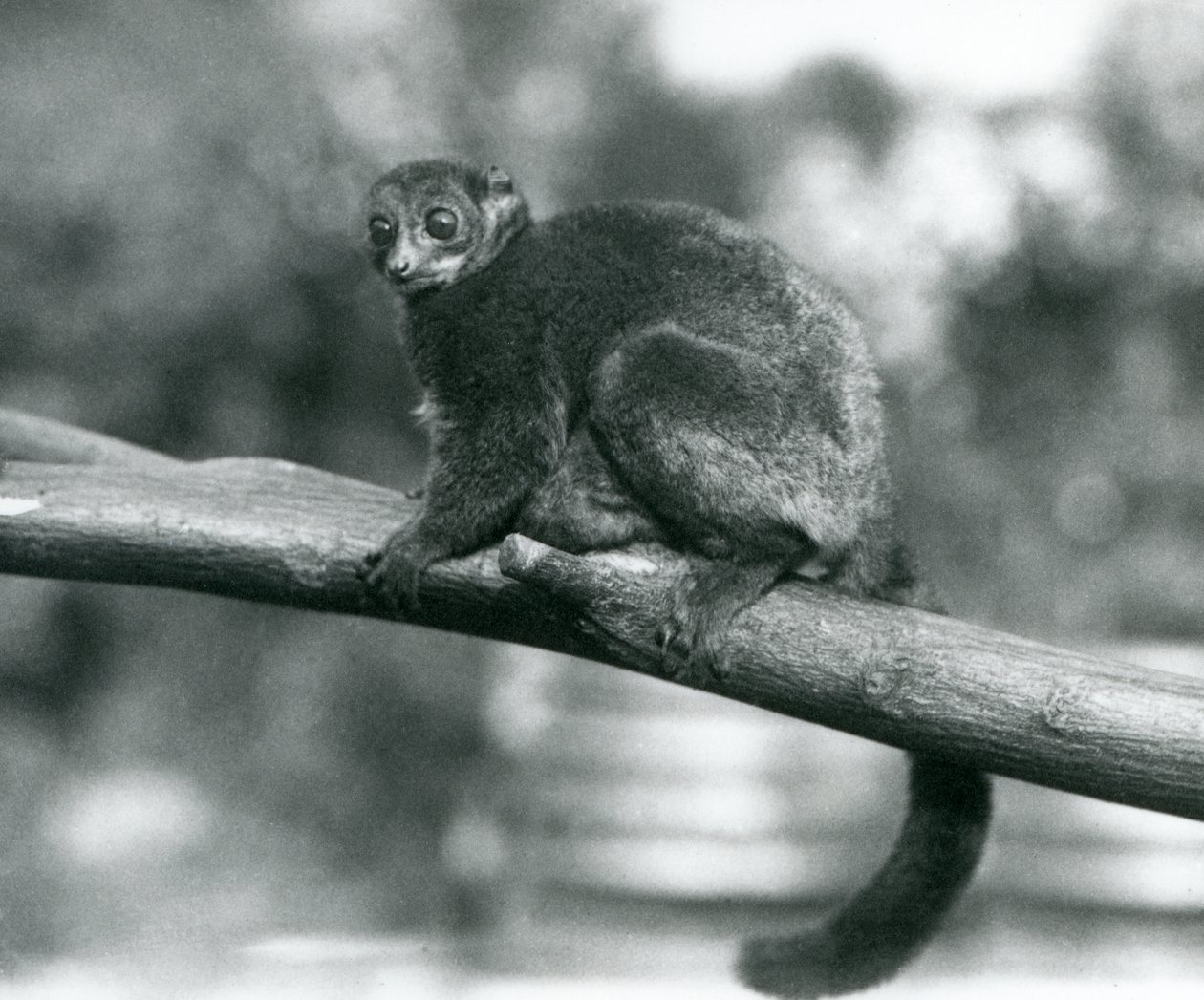 En truet Coquerels kæmpe muselemur/Coquerels dværglemur/sydlige kæmpe muselemur, hvilende på en gren i London Zoo, oktober 1929 (s/h foto) af Frederick William Bond