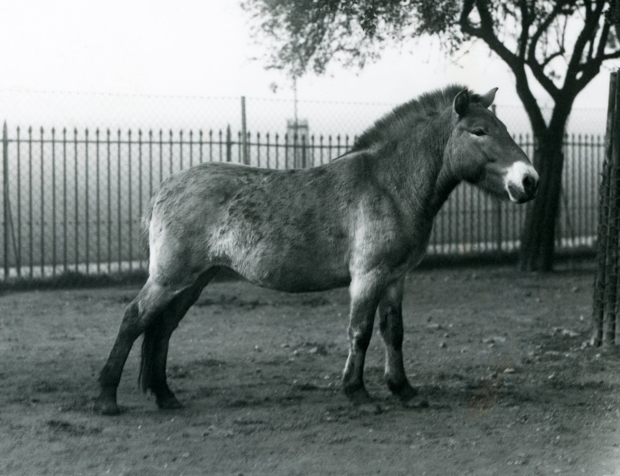 En truet Przewalskis Wild Horse stående i sin fold i London Zoo, oktober 1927 af Frederick William Bond