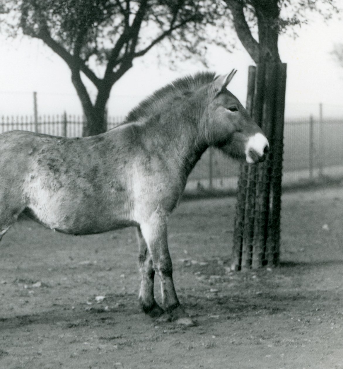 En truet Przewalskis Wild Horse stående i sin fold i London Zoo, oktober 1927 af Frederick William Bond