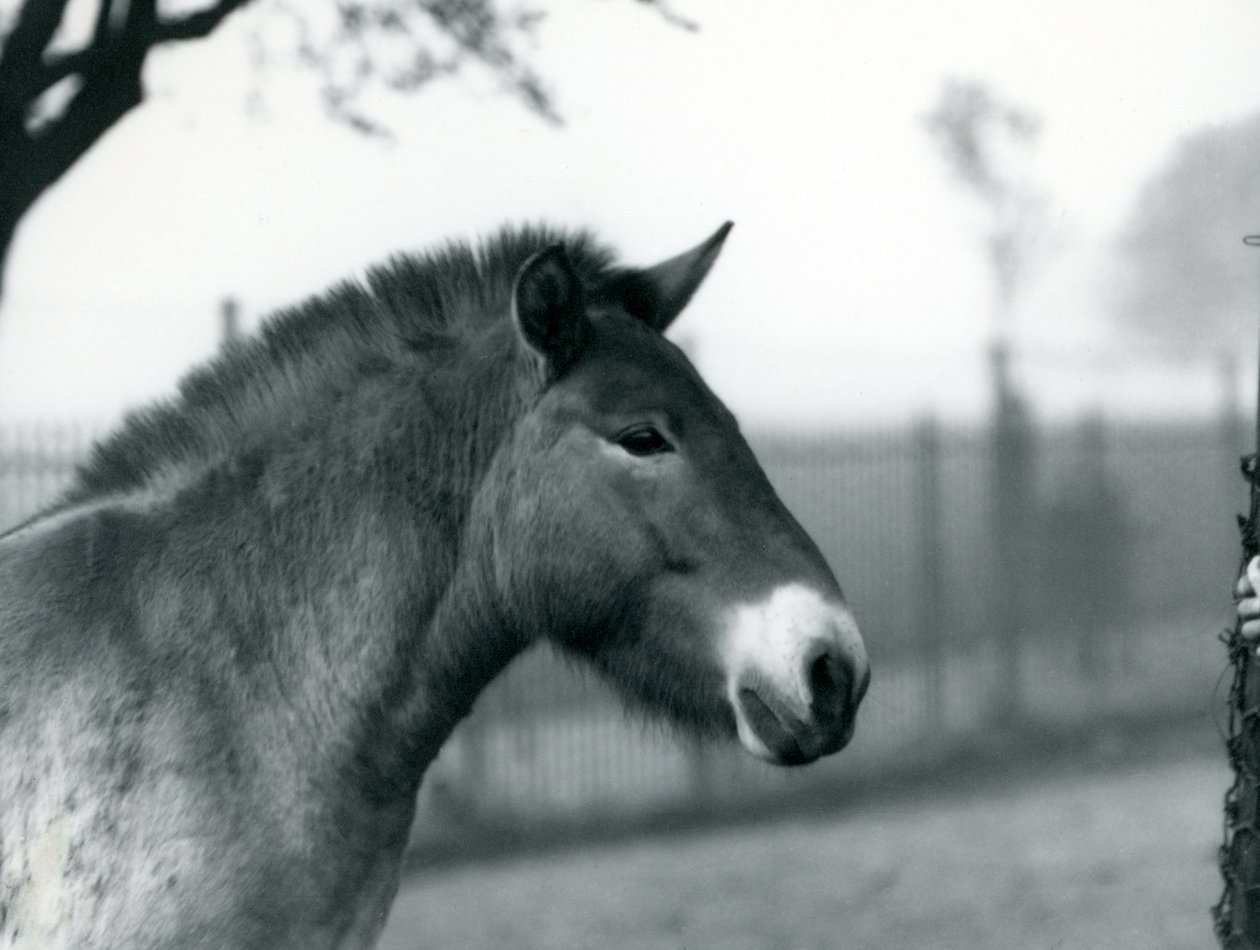 En truet Przewalskis Wild Horse stående i sin fold i London Zoo, oktober 1927 af Frederick William Bond