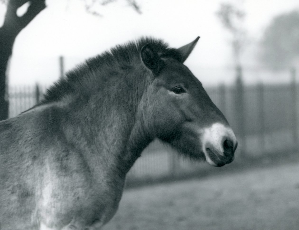 En truet Przewalskis Wild Horse stående i sin fold i London Zoo, oktober 1927 af Frederick William Bond