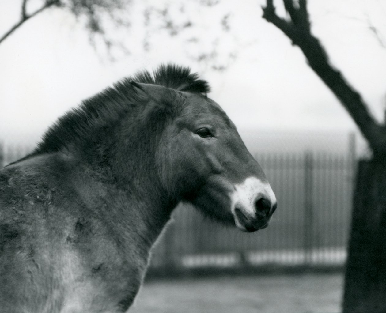 En udryddelsestruet Przewalskis vildhest stående i sin fold i London Zoo, oktober 1927 af Frederick William Bond