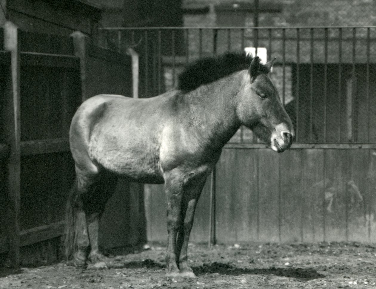 En udryddelsestruet Przewalskis vildhest, der stod på sin fold i London Zoo i 1927 af Frederick William Bond