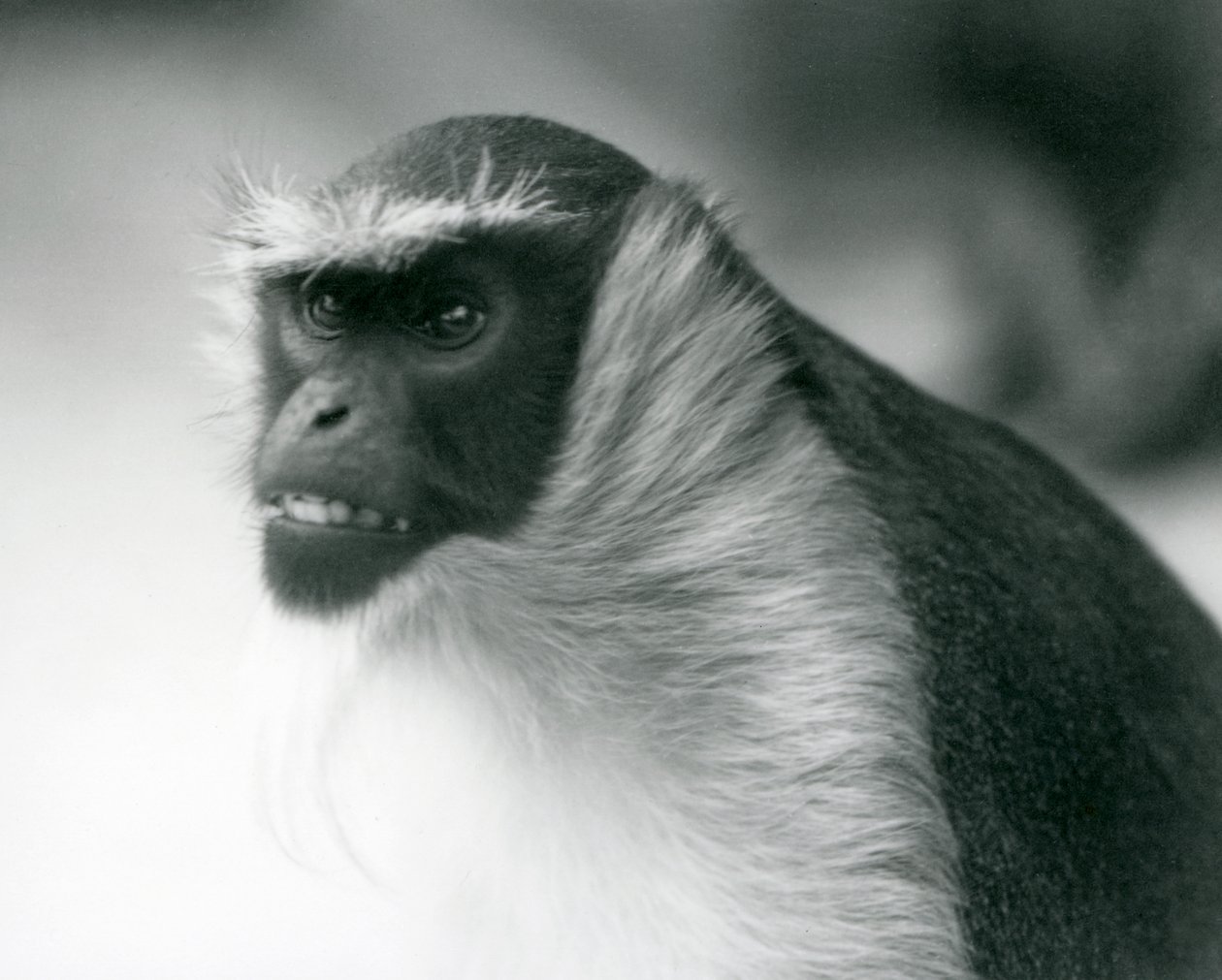 En truet Roloway-abe i London Zoo, 1927 af Frederick William Bond