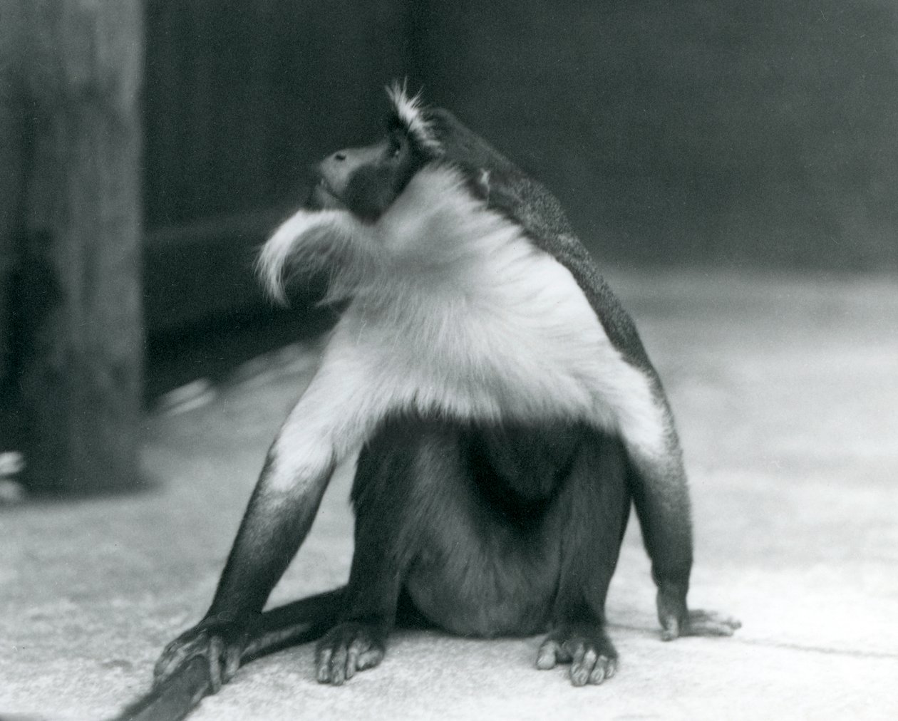 En truet Roloway-abe sidder på jorden og kigger opad, mens han holder halen, London Zoo, 1927 af Frederick William Bond