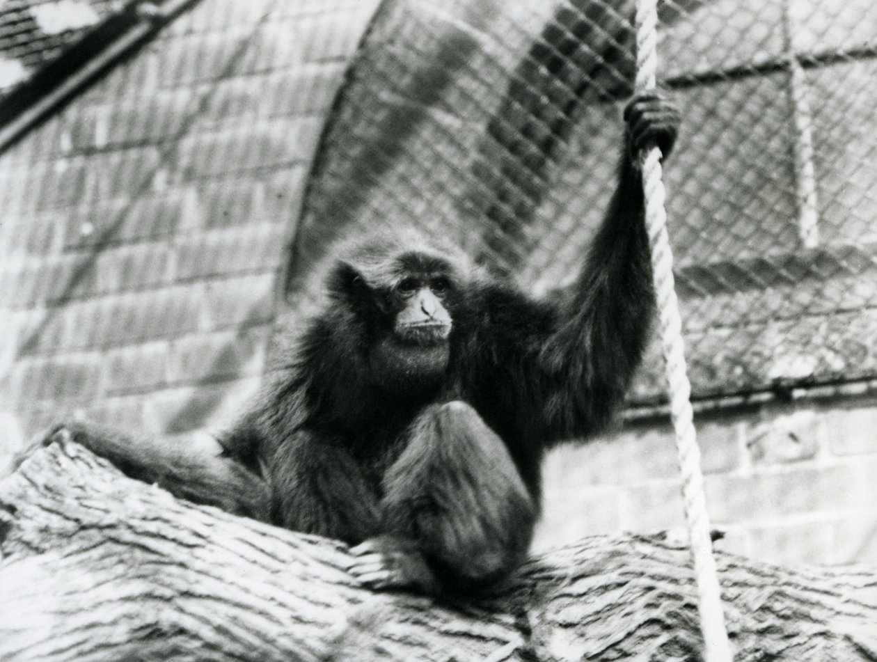 En truet Siamang-gibbon sidder på en træstamme og holder et reb, London Zoo, 1927 af Frederick William Bond