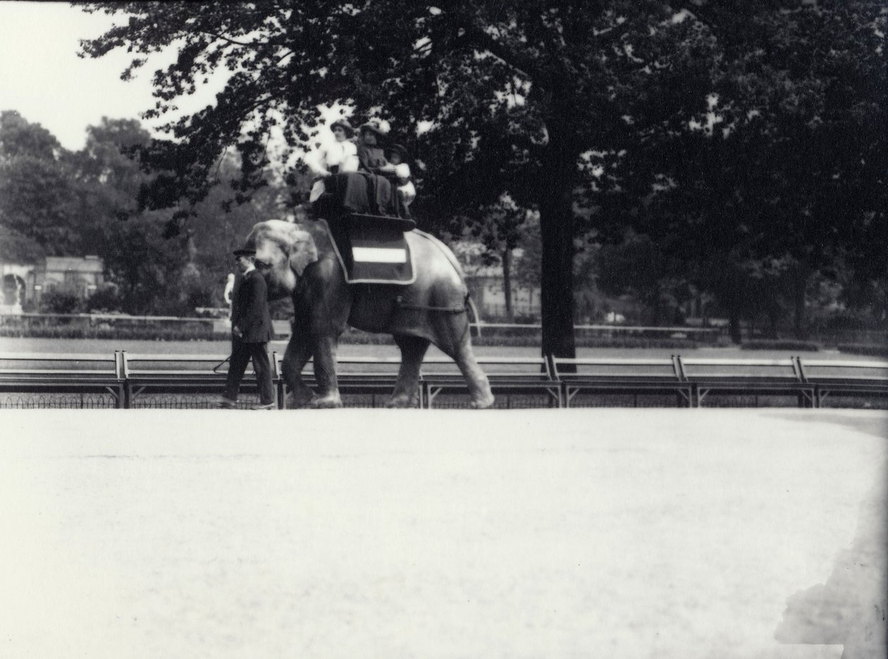 Den asiatiske elefant 