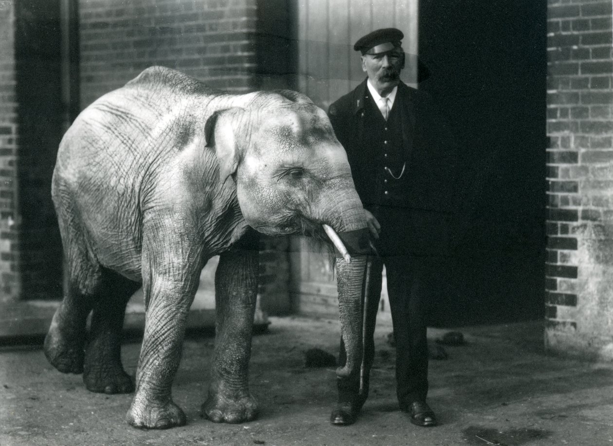Baby asiatisk elefant med målmanden Charles Eyles, London Zoo, november 1915 af Frederick William Bond