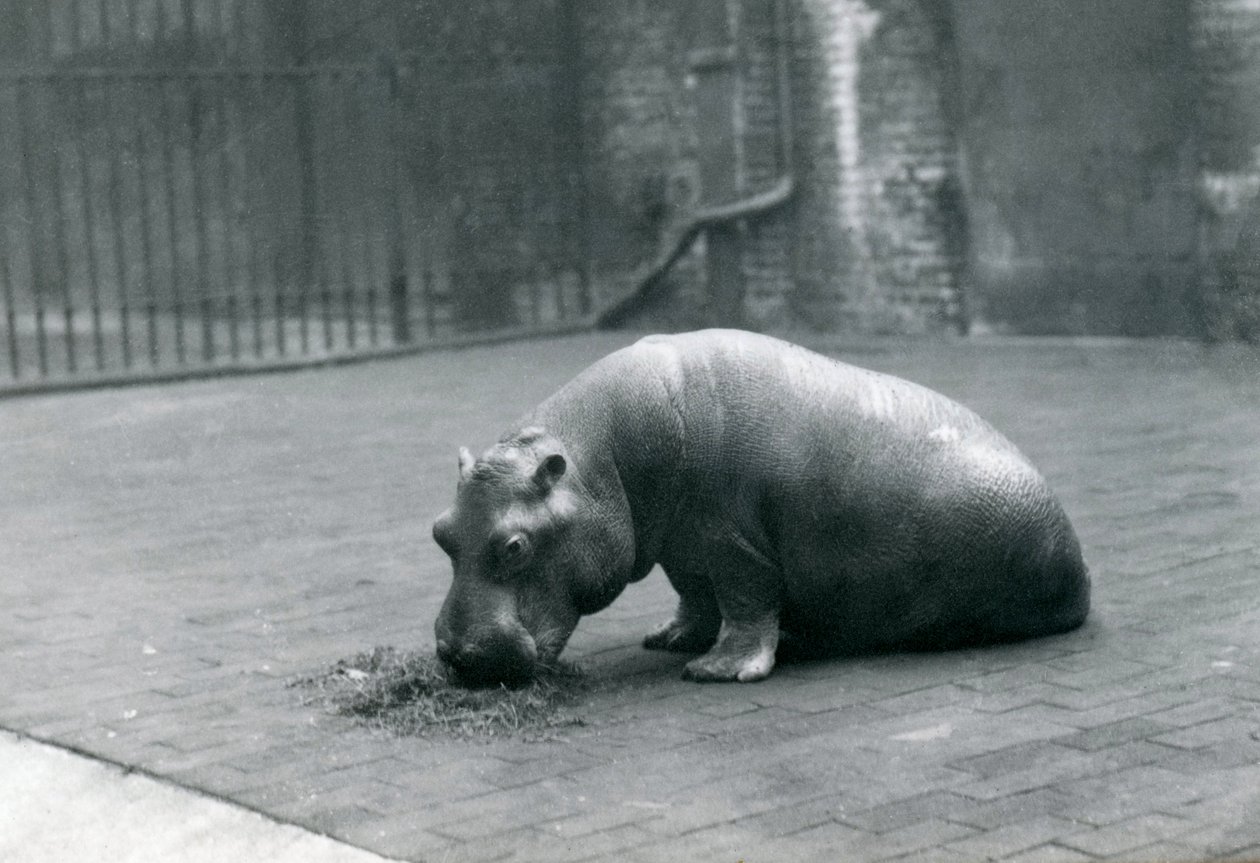 Flodhestebaby "Joan" spiser i London Zoo, september 1920 af Frederick William Bond