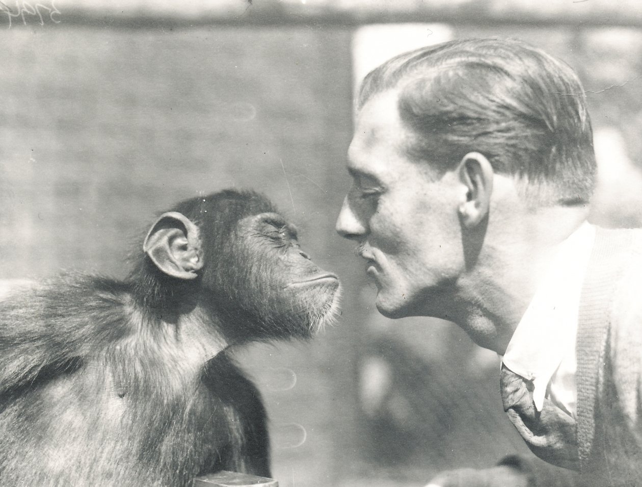 Booboo chimpansen og John Shelly i ZSL London Zoo, september 1927 af Frederick William Bond