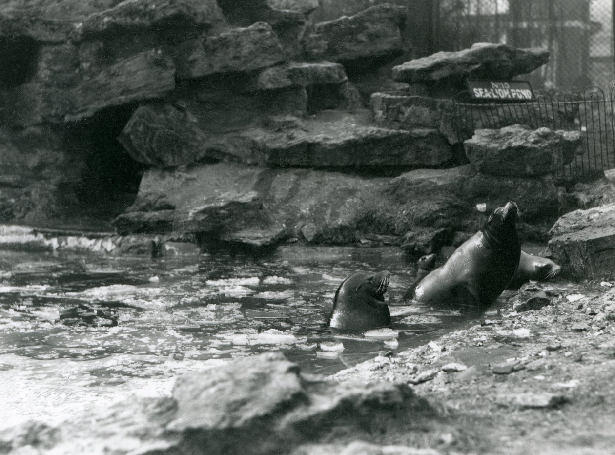 Californiske søløver med is på deres pool, London Zoo af Frederick William Bond