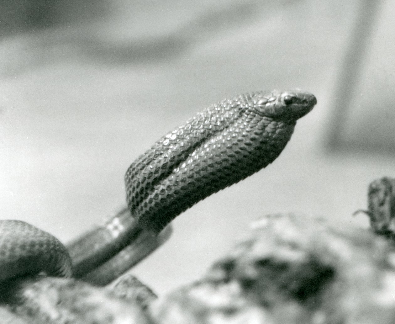 Æggespisende slange i London Zoo i 1930 (s/h-billede) af Frederick William Bond