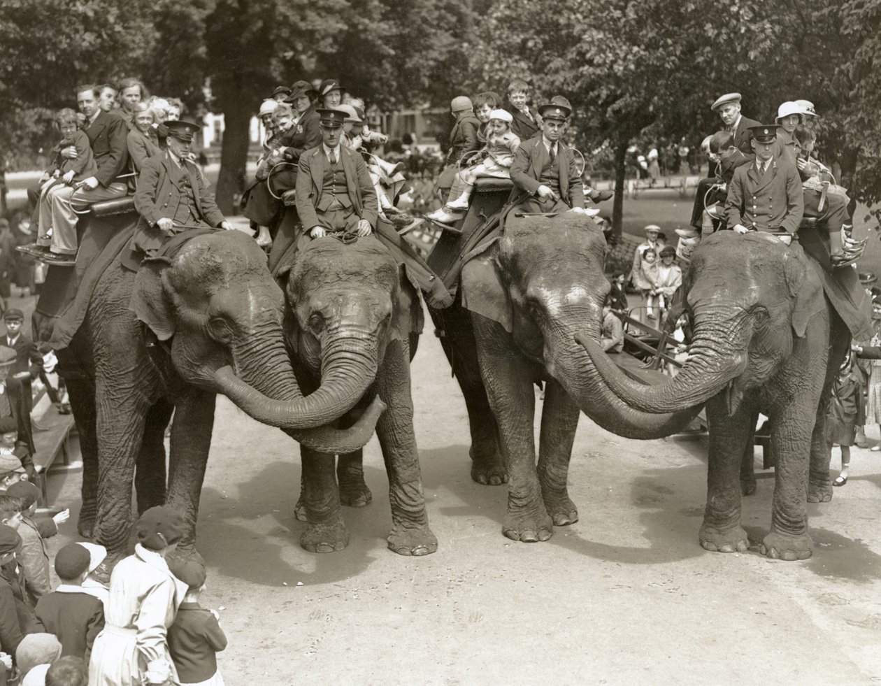 Elefantridning i London Zoo, juli 1936 af Frederick William Bond