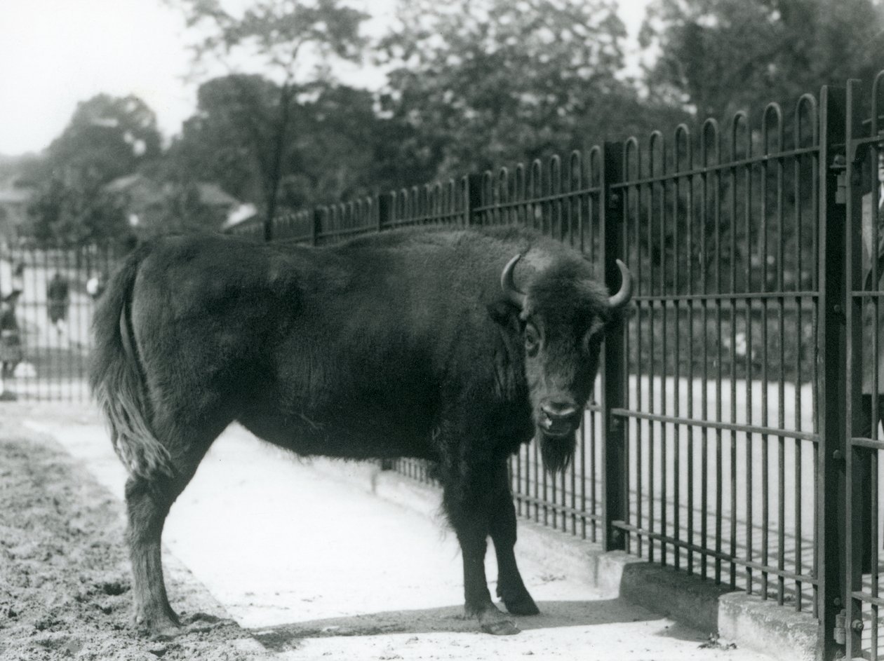 Europæisk bison Georgina ved barerne i hendes fold, London Zoo, 12. august 1926 af Frederick William Bond
