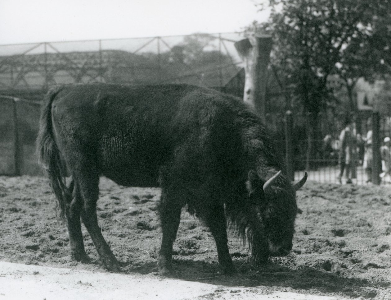 Europæisk bison Julia spiser græsset i sin fold, London Zoo, 12. august 1926 af Frederick William Bond