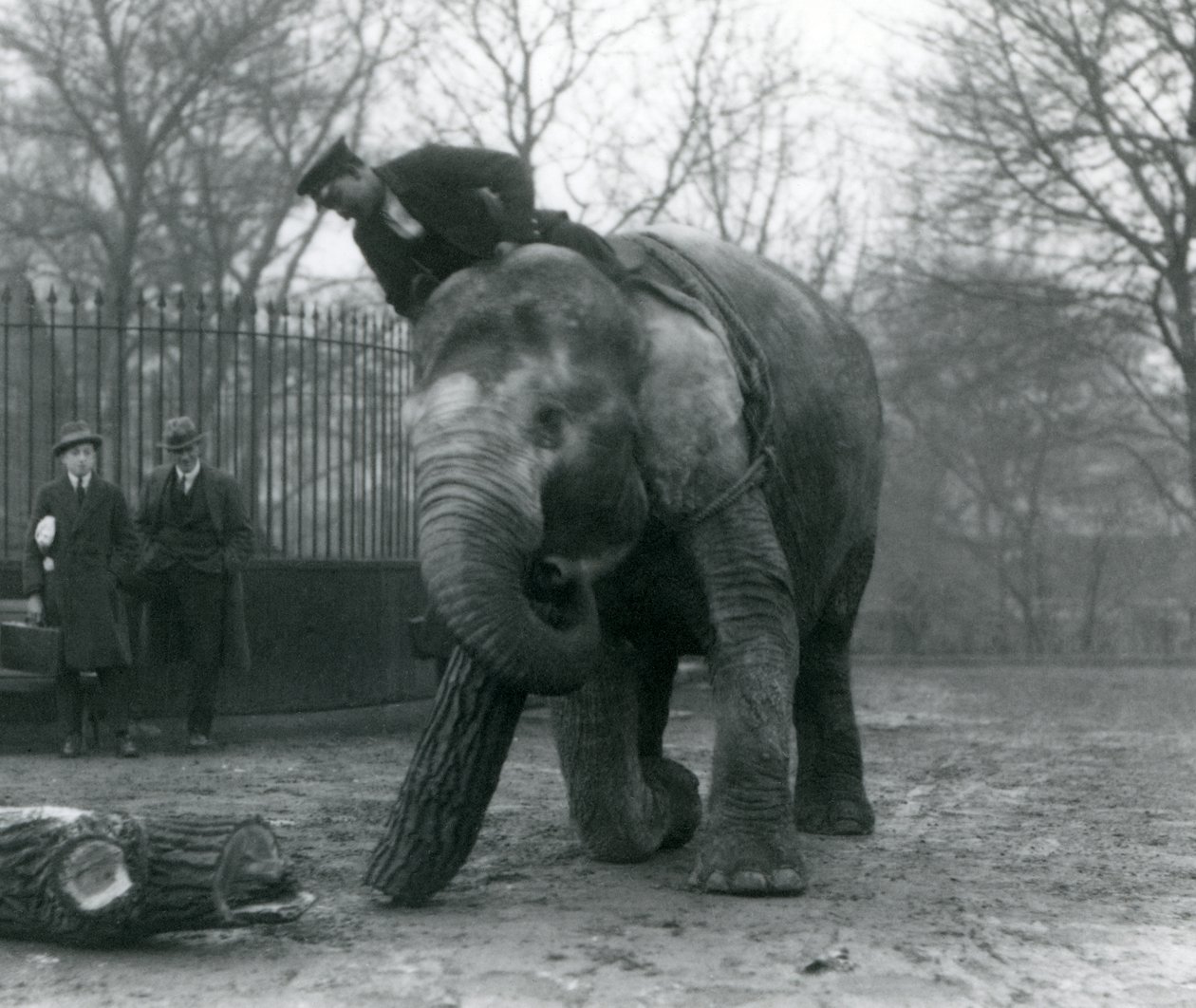 Kvindelig asiatisk elefant, 