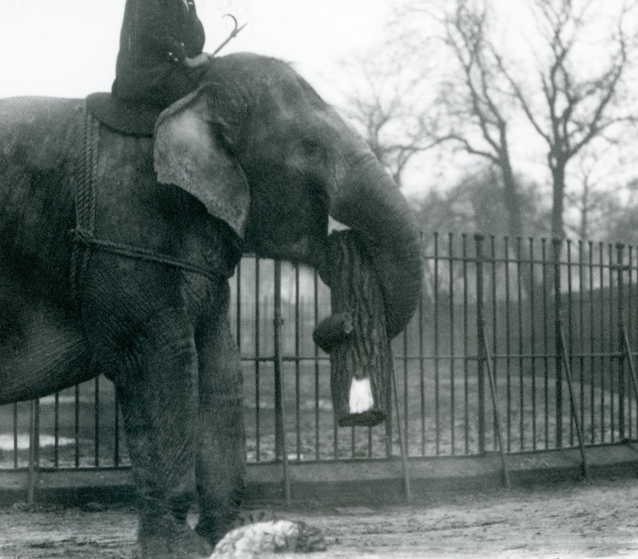 Kvindelig asiatisk elefant, 
