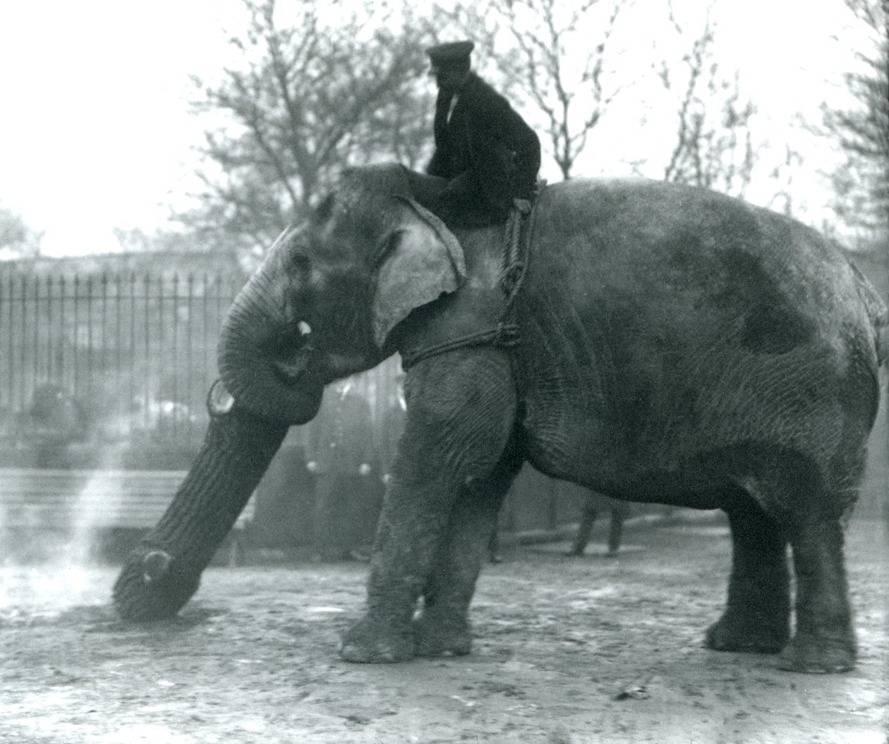 Kvindelig asiatisk elefant, 