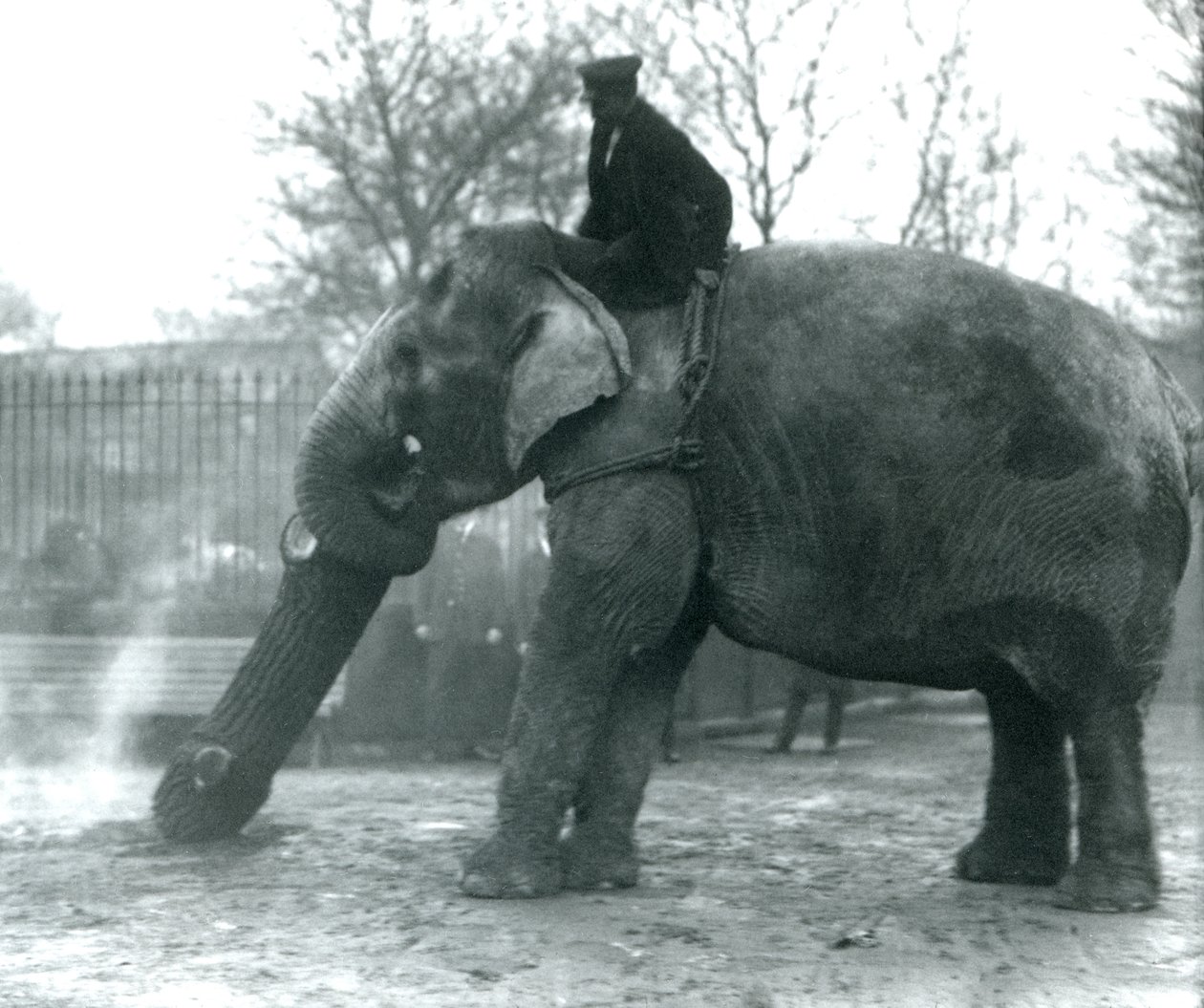 Asiatisk elefant kvinde, indianer, flytter tømmer med sin snabel, mens hendes vogter sidder på ryggen og dirigerer hende, London Zoo, 1925 af Frederick William Bond