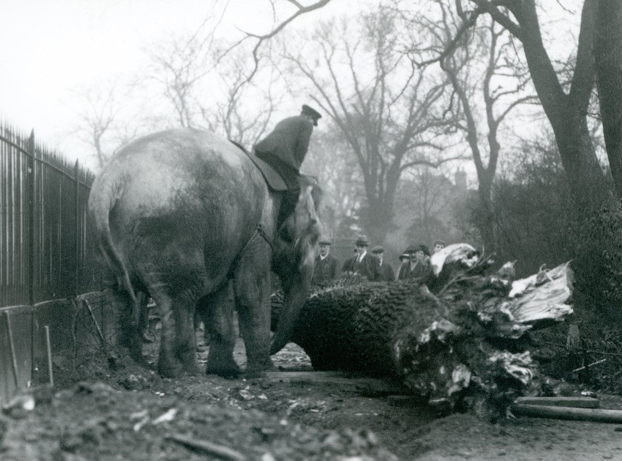 Asiatisk elefant kvinde, indianer, flytter tømmer med sin snabel, mens hendes vogter sidder på ryggen og dirigerer hende, London Zoo, 1925 af Frederick William Bond