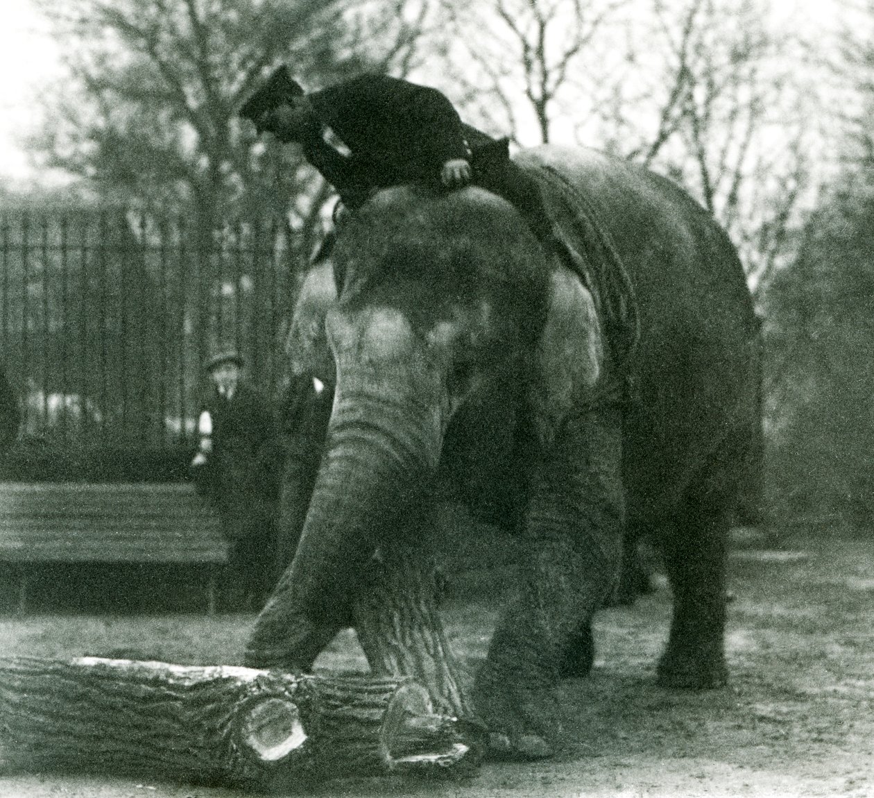 Asiatisk elefant kvinde, indianer, flytter tømmer med sin snabel, mens hendes vogter sidder på ryggen og dirigerer hende, London Zoo, 1925 af Frederick William Bond