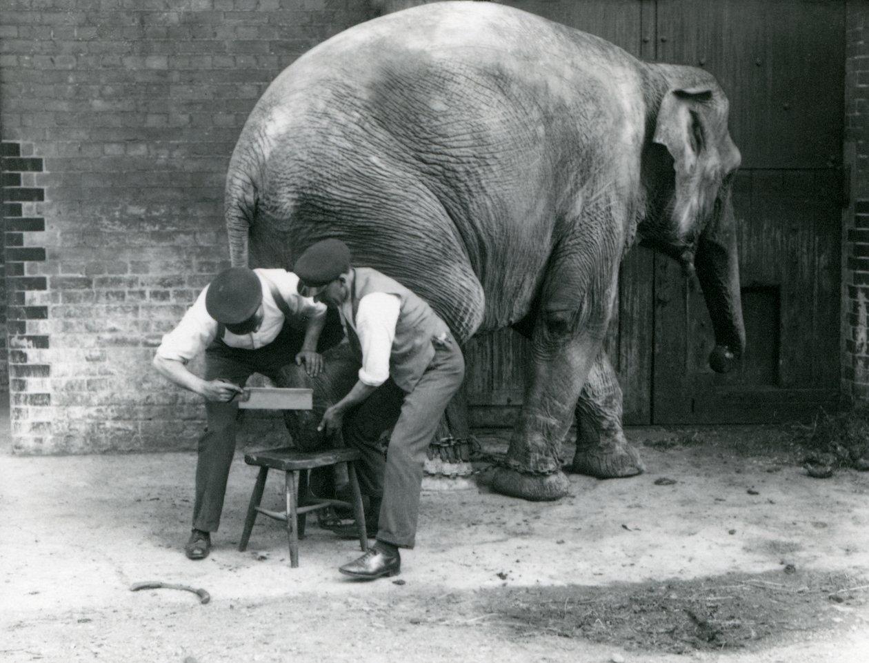 Den asiatiske kvindelige elefant Sundermalah får sine fødder trimmet af sine dyrepassere i London Zoo, august 1926 af Frederick William Bond
