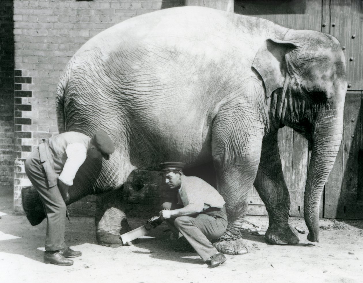 Den asiatiske kvindelige elefant Sundermalah får sine fødder trimmet af sine dyrepassere i London Zoo, august 1926 af Frederick William Bond