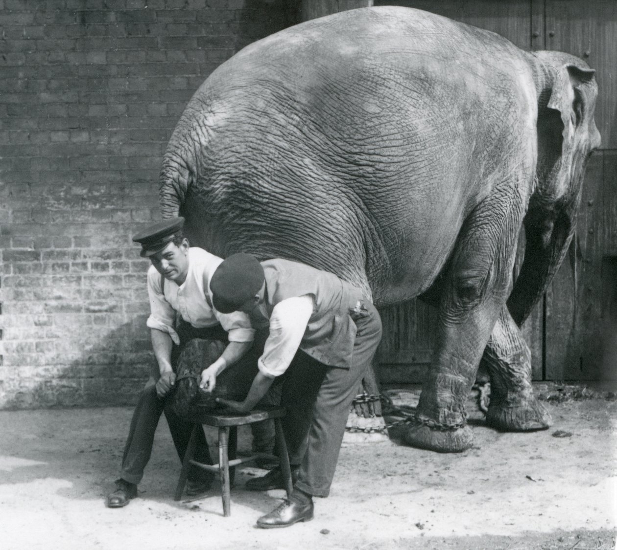Kvindelig asiatisk elefant får sine fødder trimmet af sine dyrepassere i London Zoo, august 1926 af Frederick William Bond