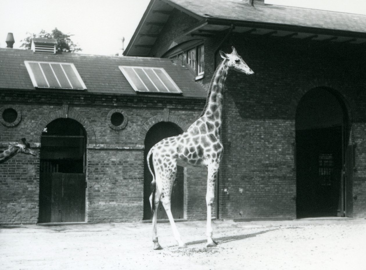 Kvindelig giraf, Maud, stående i folden uden for Giraffe House, London Zoo, juli 1925 af Frederick William Bond