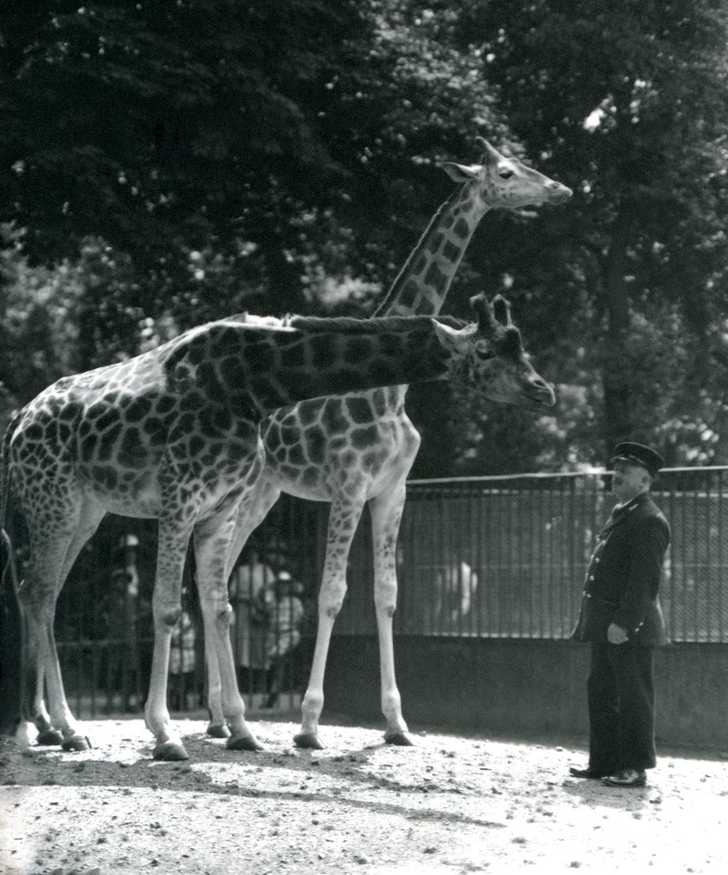Kvindelige giraffer Maud og Maggie, med keeper Ernie Professor Bowman, London Zoo, juli 1924 af Frederick William Bond