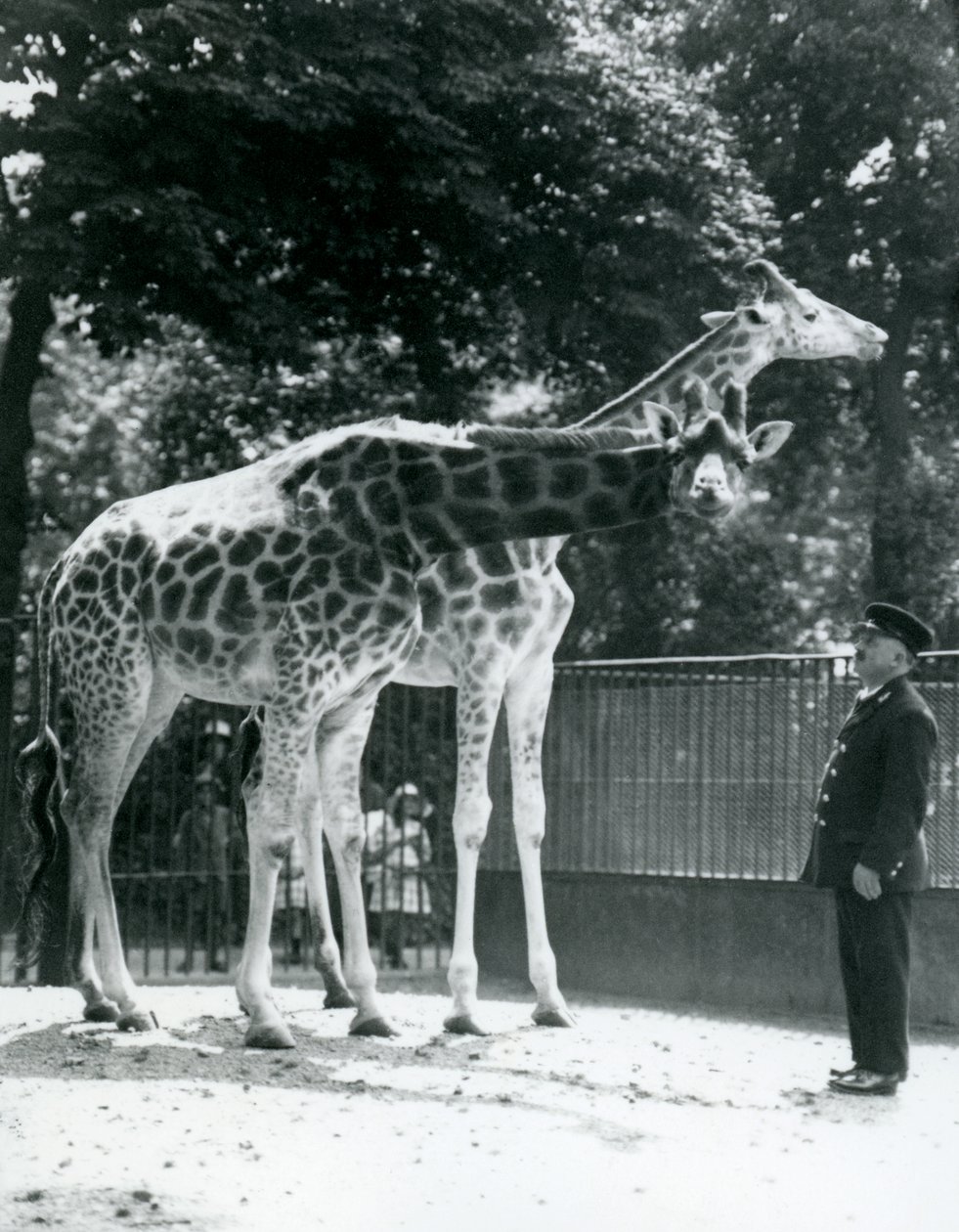 Kvindelige giraffer Maud og Maggie, med keeper Ernie Professor Bowman, London Zoo, juli 1924 af Frederick William Bond