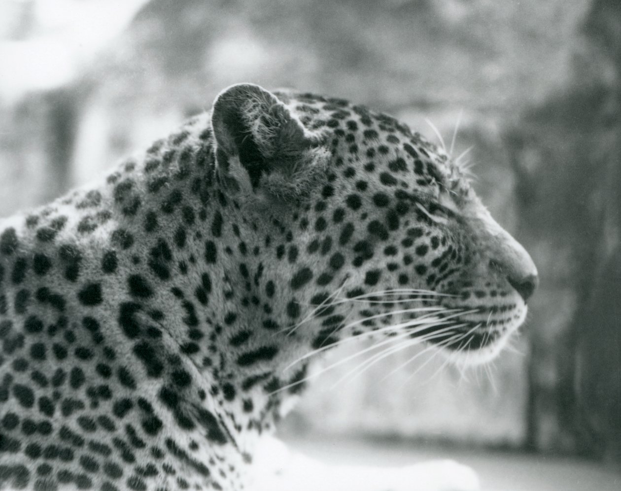 Hun leopard Daisy i London Zoo i august 1925 af Frederick William Bond