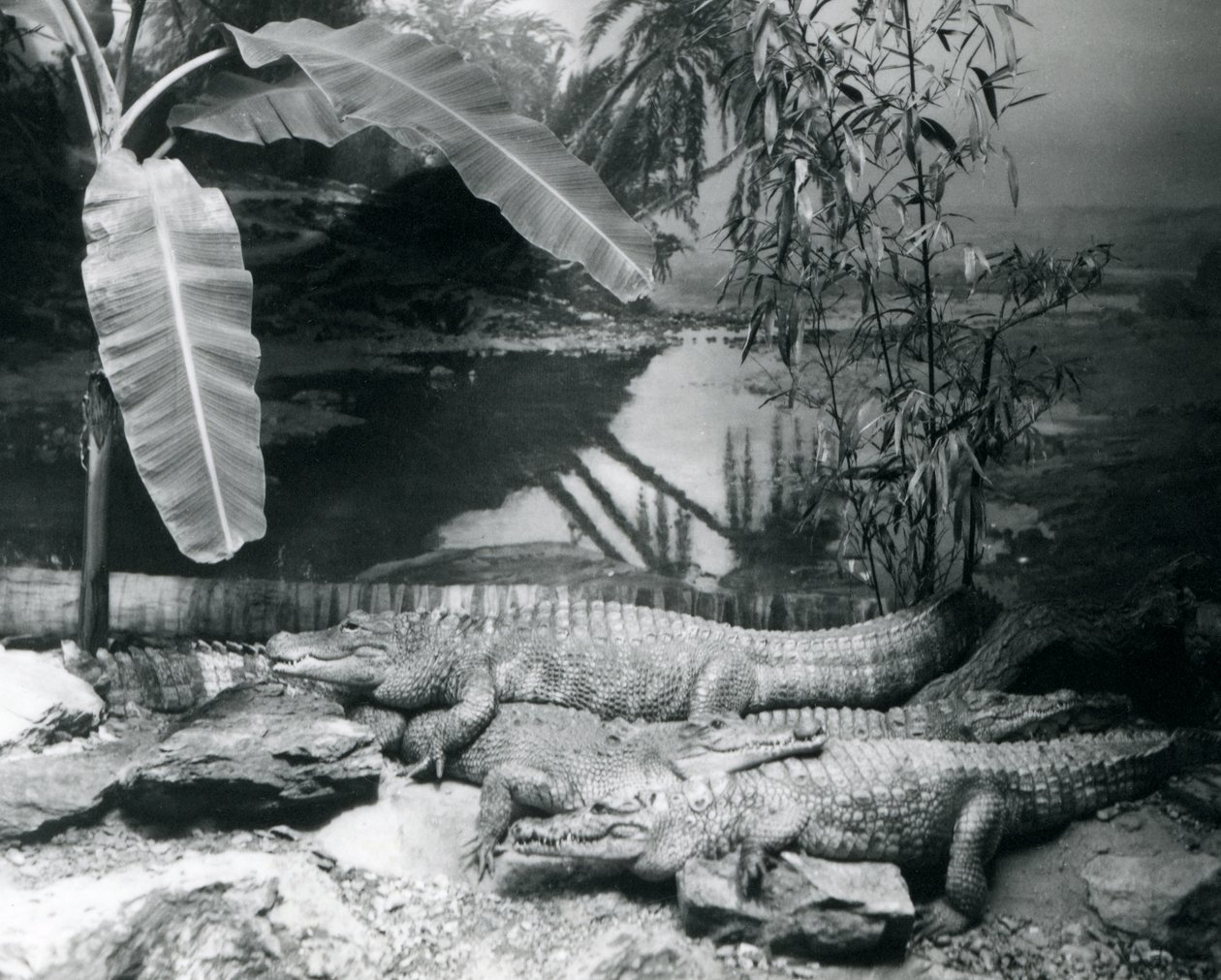 Fire alligatorer i et panorama med et banantræ i London Zoo i 1929 (s/h foto) af Frederick William Bond