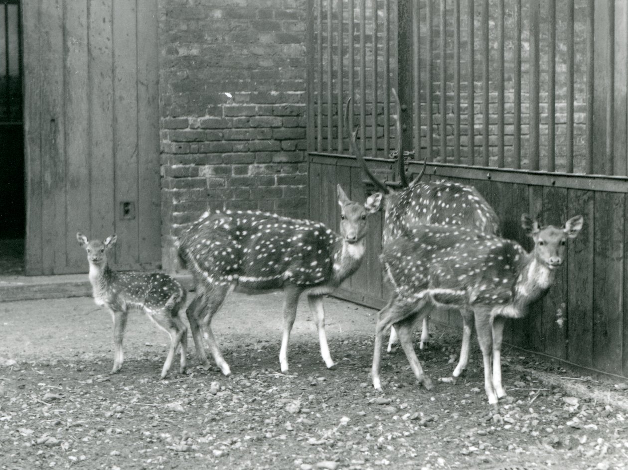 Four Axis Deer inklusive, en buk med gevirer og en fawn, i London Zoo i 1926 (s/h foto) af Frederick William Bond