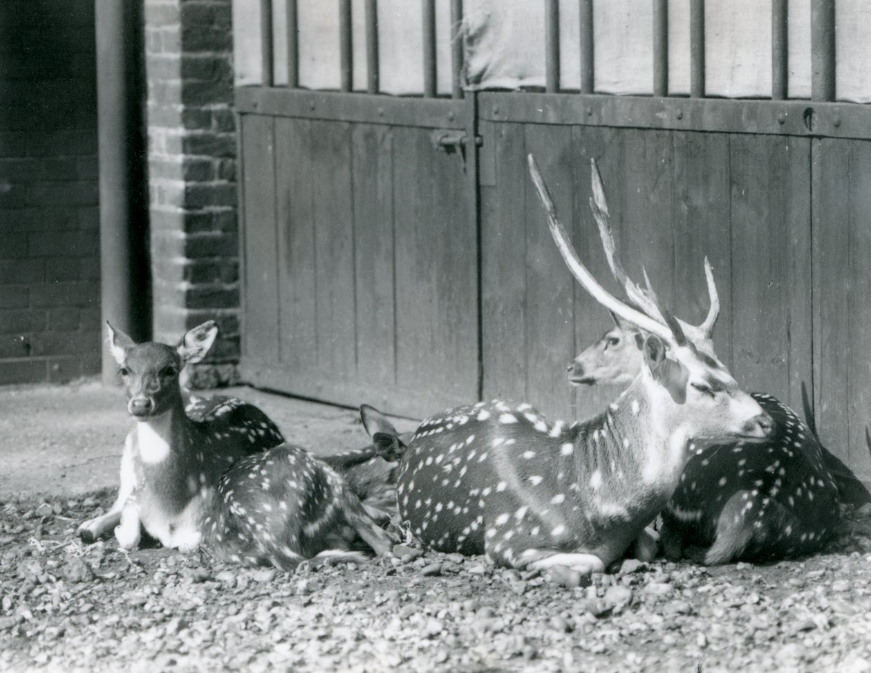 Four Axis Deer inklusive, en buk med gevir, i London Zoo i 1924 af Frederick William Bond