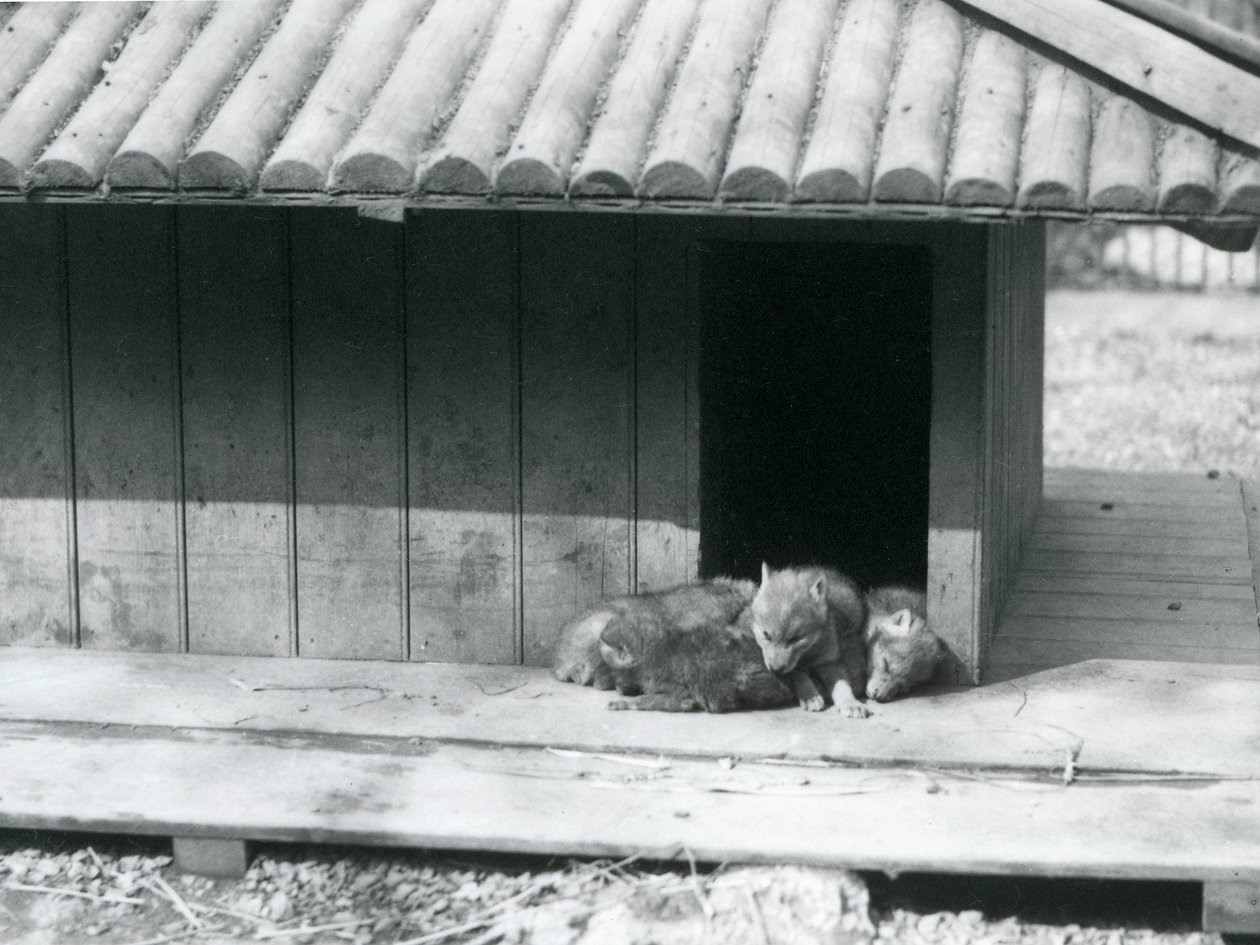 Fire Coyote-hvalpe hviler i indgangen til deres hule/trækennel, London Zoo af Frederick William Bond