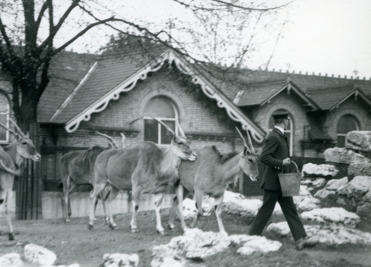 Fire Eland følger deres vogter, ved fodringstid, i folden uden for Antelope House, London Zoo, juni 1925 af Frederick William Bond