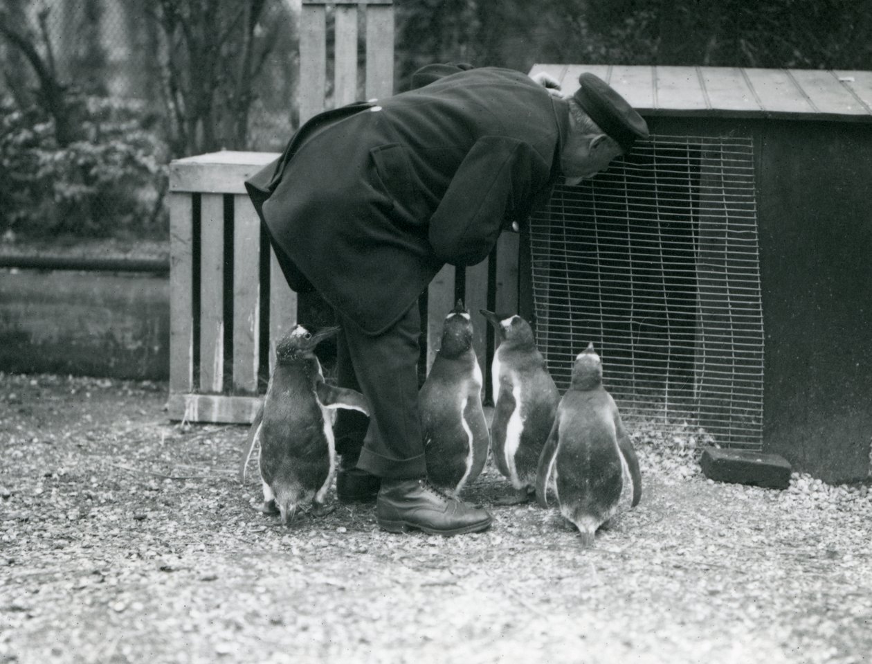 Gentoo Penguins med keeper Albert White, London Zoo, ca. 1914 af Frederick William Bond