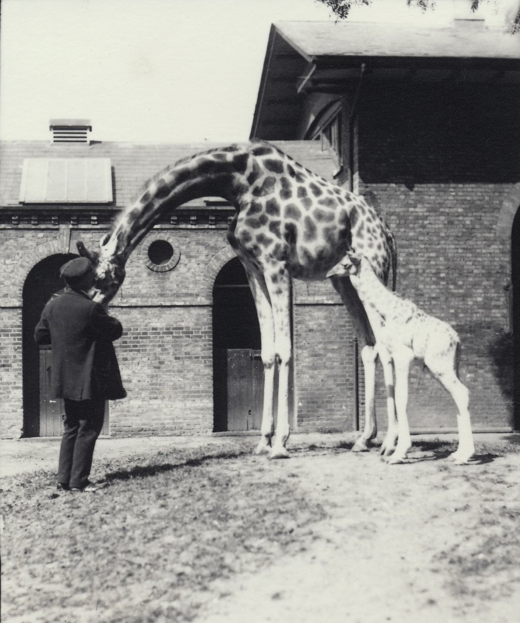 Giraf med 3 dage gammel baby og keeper i London Zoo, 1914 af Frederick William Bond